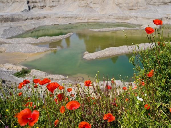 Klatschmohn vor Weiherlandschaft