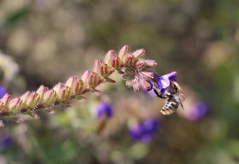 Wildbiene an Blume